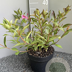 Weigela 'Minuet' 30-50 cm 5,0L