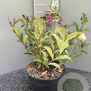 Weigela 'Rumba' 30-50 cm 5,0L
