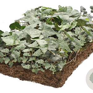 Hedera woerner Covergreen Covergreen