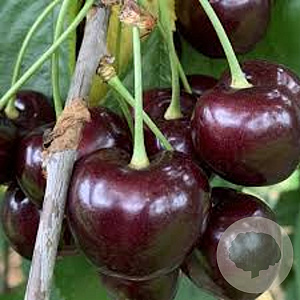 Prunus a. 'Karina' GM 7,5L struik