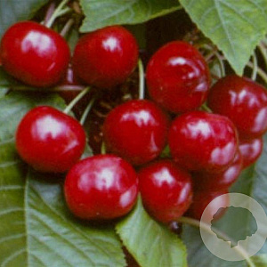 Prunus a. 'Stella' 10-12 HA container