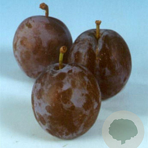 Prunus d. 'Bleue de Belgique' 10-12 HA container