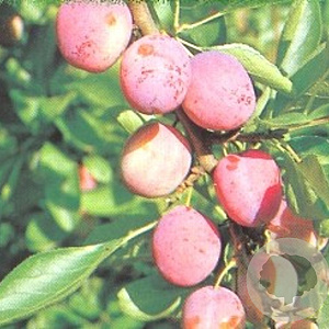 Prunus d. 'Opal' GM 7,5L struik