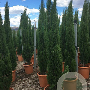 Cupressus semp. 'Totem' 175-200 cm 25L
