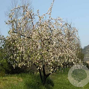 Malus communis 100-125 cm wortelgoed1/1