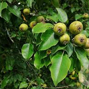 Pyrus pyraster 100-125 cm wortelgoed 1/2