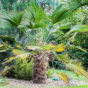 Trachycarpus wagnerianus GM P9