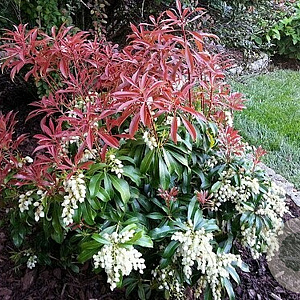 Pieris jap. 'Red Mill' 20-25 cm 2,0L