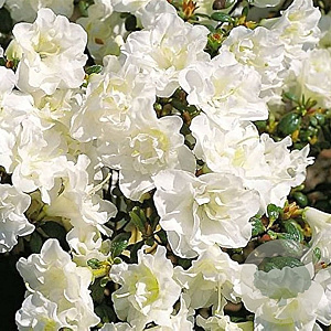 Rhododendron (AJ) Snow Pearl 20-25 cm 2,0L
