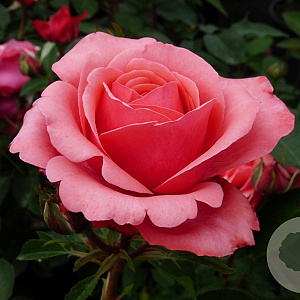 Rosa (T) Elaine Page GM rozenpot 4L