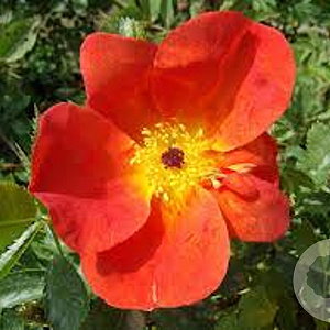 Rosa foetida 'Bicolor' GM rozenpot 4L