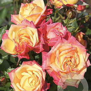 Rosa (M) Little Sunset Lilliputs GM rozenpot 3L