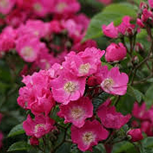 Rosa (K) 'Maria Lisa' GM rozenpot 4L
