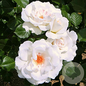 Rosa (F) Margaret Merril GM rozenpot 3L