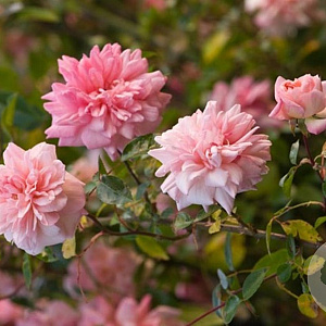 Rosa 'Paul Noel' GM rozenpot 4L