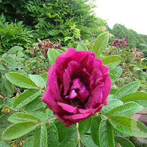 Rosa (R) 'Rotes Phaenomen' A kwaliteit wortelgoed wortelecht 2 tak