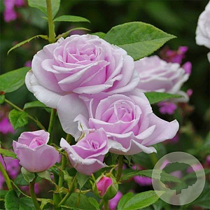 Rosa (T) Pacific Blue GM rozenpot 4L