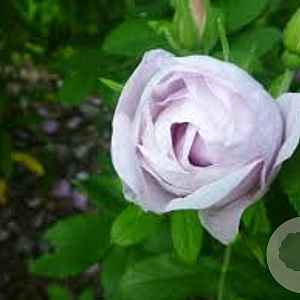 Rosa (R) Schneekoppe A kwaliteit wortelgoed wortelecht 2 tak