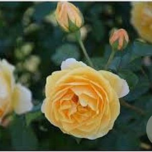 Rosa (F) Golden Border GM rozenpot 3L