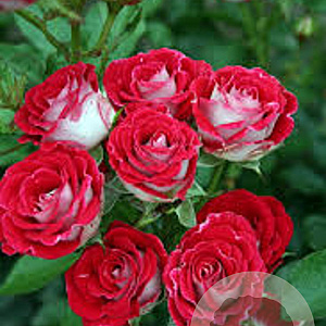 Rosa (F) Schöne Koblenzerin GM rozenpot 3L