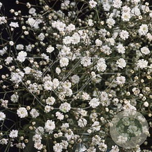 Gypsophila pan. 'Bristol Fairy' GM P9