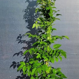 Campsis t. 'Mme Galen' 150-175 cm 7,5L