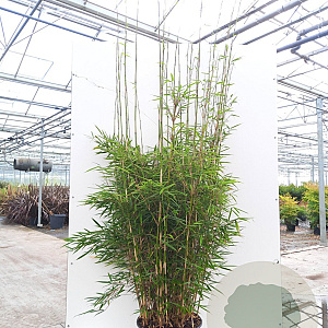 Fargesia robusta 'Campbell' 275-300 cm 45L