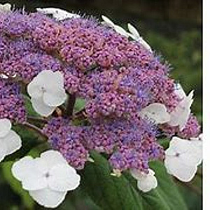 Hydrangea villosa 50-60 cm 7,5L