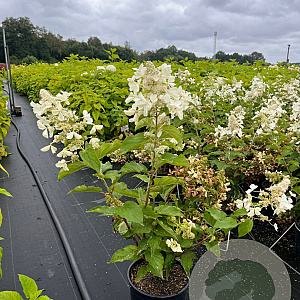 Hydrangea pan. 'Kyushu' 60-80 cm 7,5L