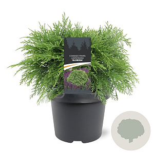 Chamaecyparis l. 'Globosa' 30-40 cm 3,0L