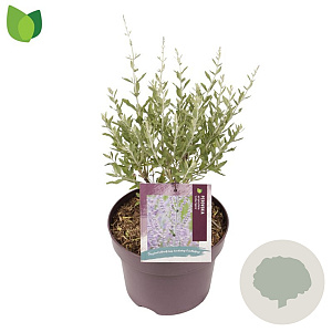 Perovskia atripl. 'Little Spire' 40-50 cm 5,0L