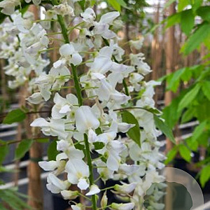 Wisteria flor. 'Shiro-noda' 175-200 cm 7,5L