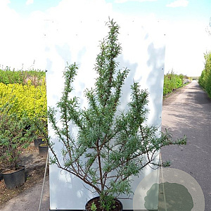 Hippophae rhamn. 'Friesd. Orange' 50-60 cm 5,0L