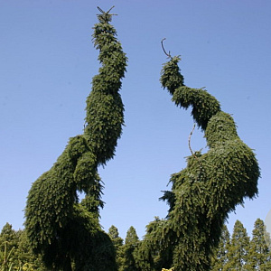 Picea omorika 'Pendula' 60-80 cm 7,5L