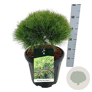 Pinus nigra 'Marie Bregeon' 40-50 cm 10L