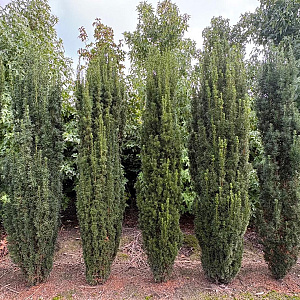 Taxus b. 'Fastigiata' 175-200 cm met kluit