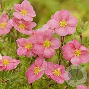 Potentilla f. Pink Paradise 30-40 cm 3,0L