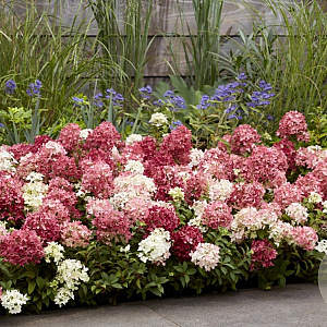 Hydrangea pan. Groundbreaker Ruby GM C1.3