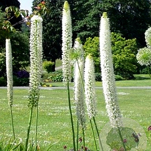 Eremurus himalaicus 10 cm verpakt per 10
