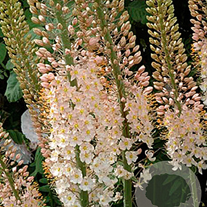 Eremurus robustus 10 cm verpakt per 10