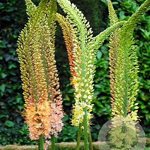 Eremurus Ruiter hybr. Mix 10 cm verpakt per 10