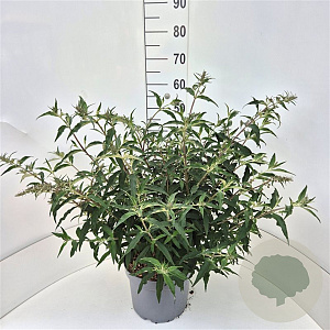 Buddleja dav. 'Lilac Cascade' 40-50 cm 10L