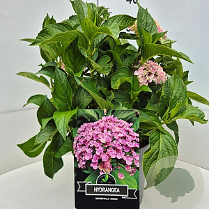 Hydrangea m. 'Ayesha' 40 cm 10L