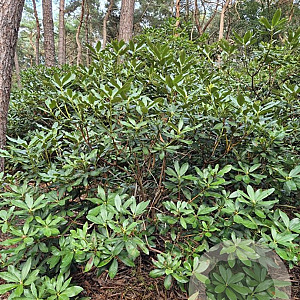 Rhododendron 'Nova Zembla' 150-175 cm met kluit boskwaliteit