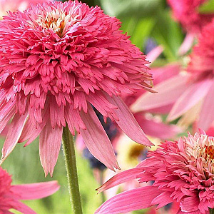 Echinacea p. 'Pink Double Delight' GM P9