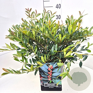 Distylium Blue Cascade 40-50 cm 10L