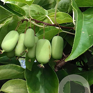 Actinidia a. 'Super Jumbo' 80-100 cm 5,0L