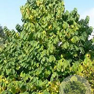 Asimina triloba 'Davis' 40-60 cm 4,0L