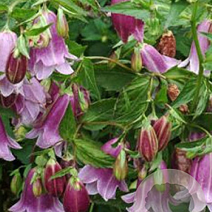 Campanula punc. 'Pantaloons' GM C5