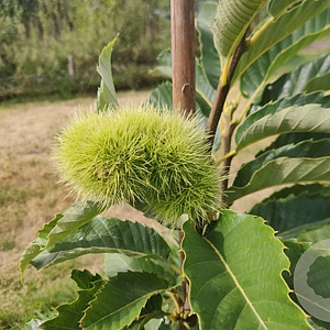 Castanea sat. 'Marsol' 200-250 cm cont. 120L